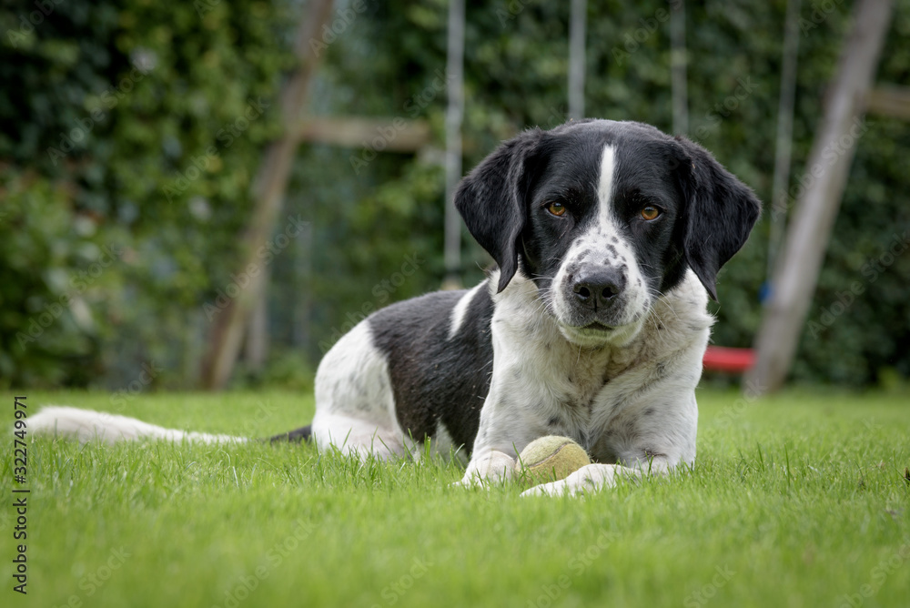 Black and white dog laying guard in green field