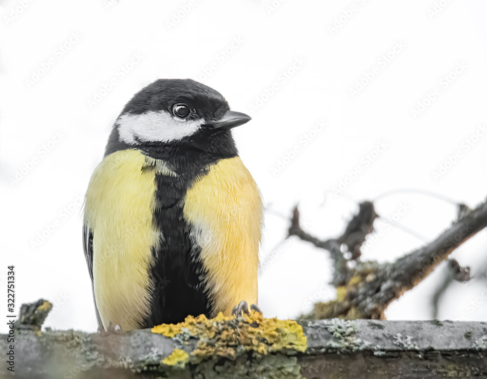 Fototapeta premium Kohlmeise auf einem Ast
