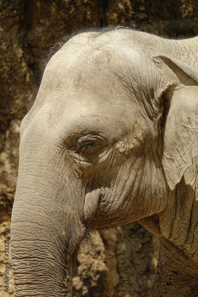 Fototapeta premium ゾウ