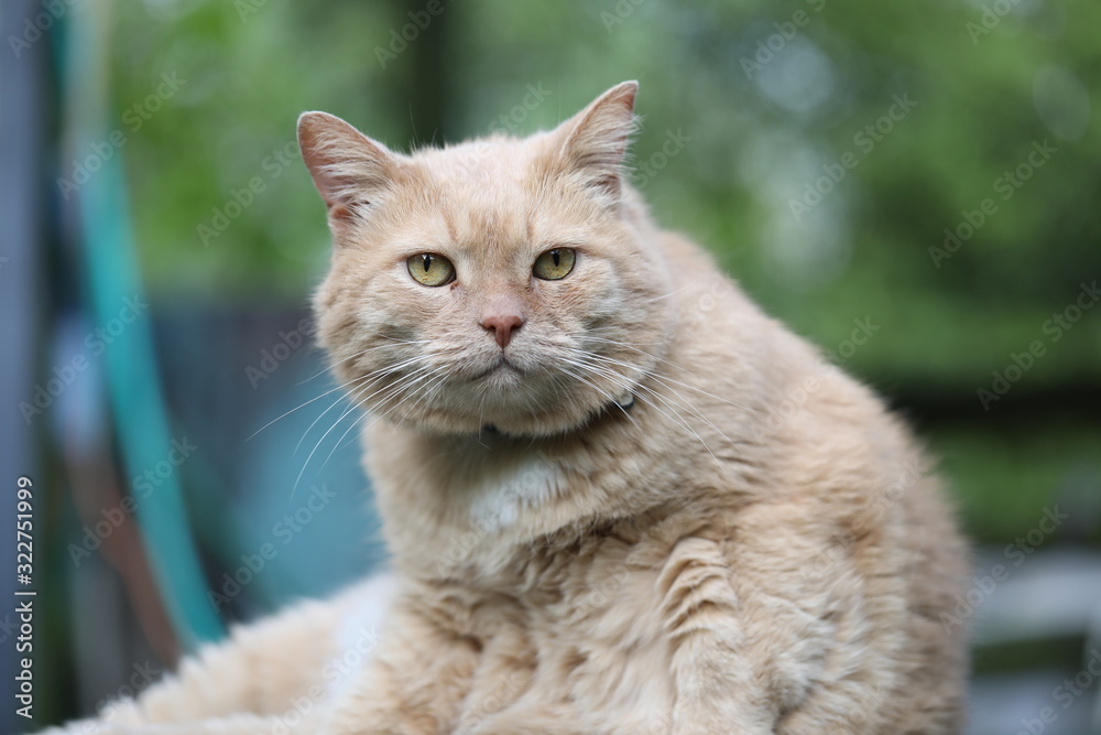 Portrait of a red cat in close-up.