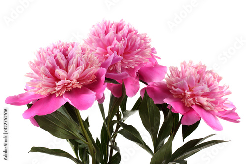 Three growing pink peony flowers isolated on white