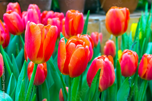 Beautiful red tulips (Orange Juice  species)