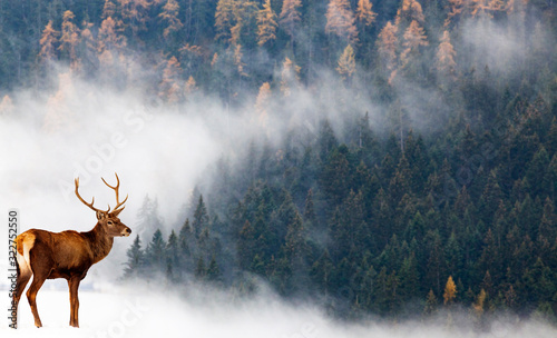 noble deer and foggy forest wildlife background photo