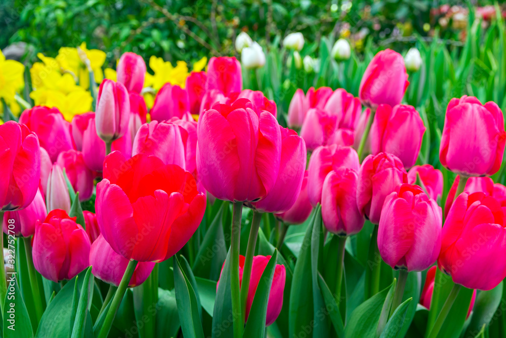 Obraz premium Beautiful red and yellow tulips (Niigata species)