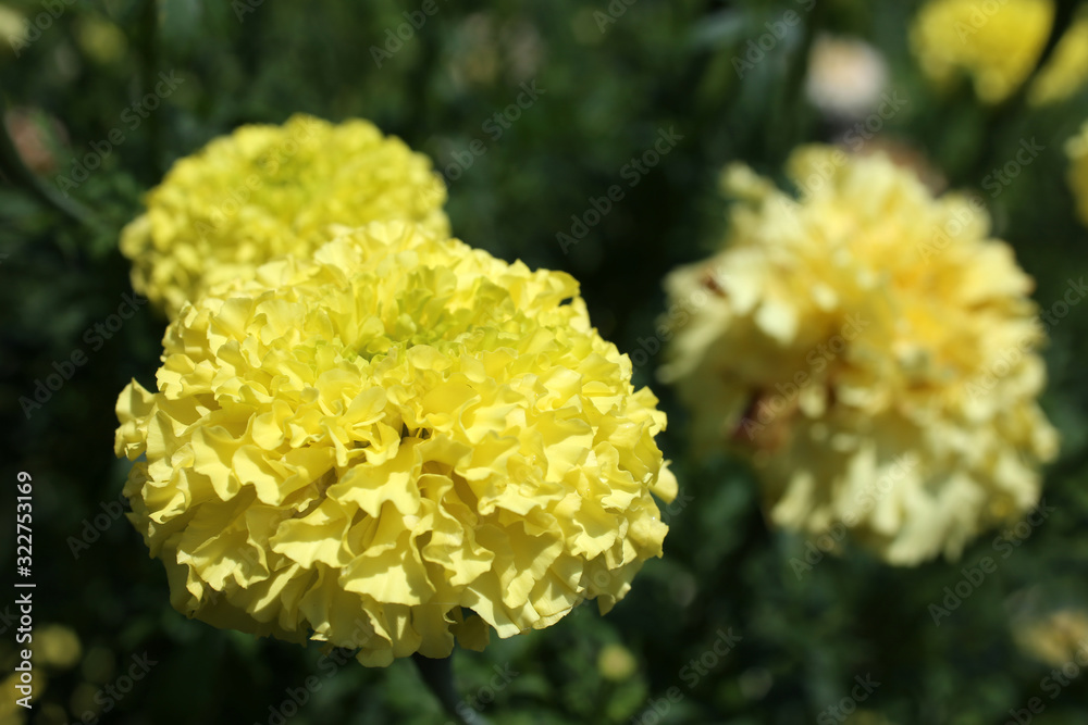 Light yellow marigold growing in garden Light yellow marigold growing in garden