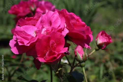 Pink rose in garden. Northern variety