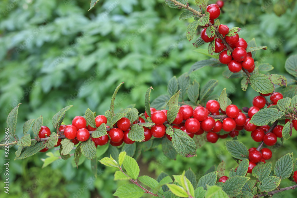 Nanking cherry. Far eastern delicacy Nanking cherry. Far eastern delicacy