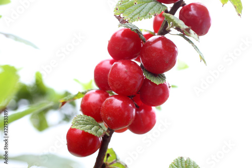 Growing Nanking cherry isolated on white. Far eastern delicacy