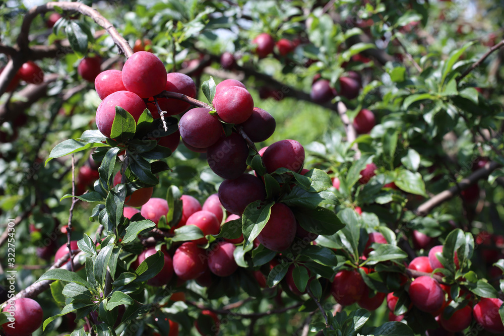 Growing red plums in garden Growing red plums in garden