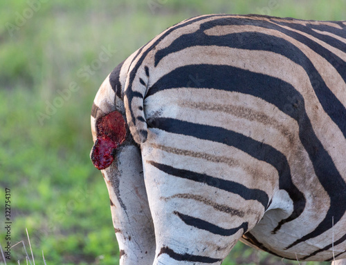 injured zebra
