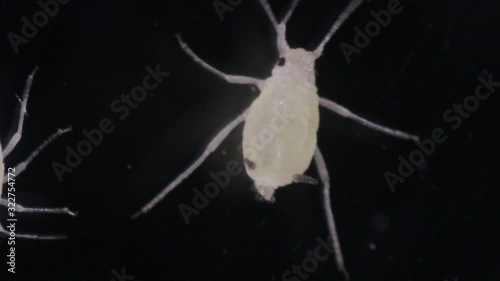 Mealybugs are insects in the family Pseudococcidae for education in laboratory. photo