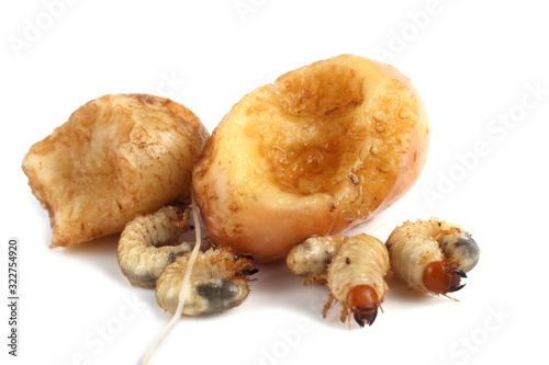 Chafer larvas are eating potato