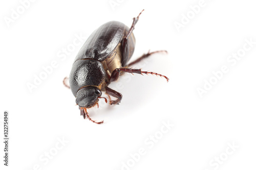 Cockchafer isolated on white background