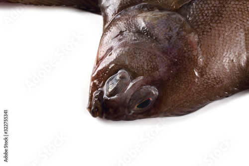 Flathead sole (Hippoglossoides elassodon) isolated on white photo