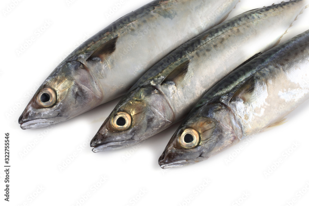 Chub mackerel (Pacific mackerel, saba)