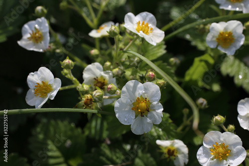 Strawberry blossom. Flowers and buds