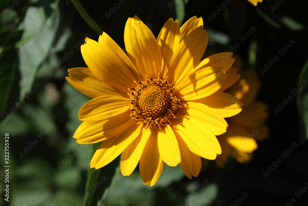 Obraz premium Growing heliopsis flower in garden