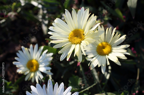 White chamomiles growing in garden