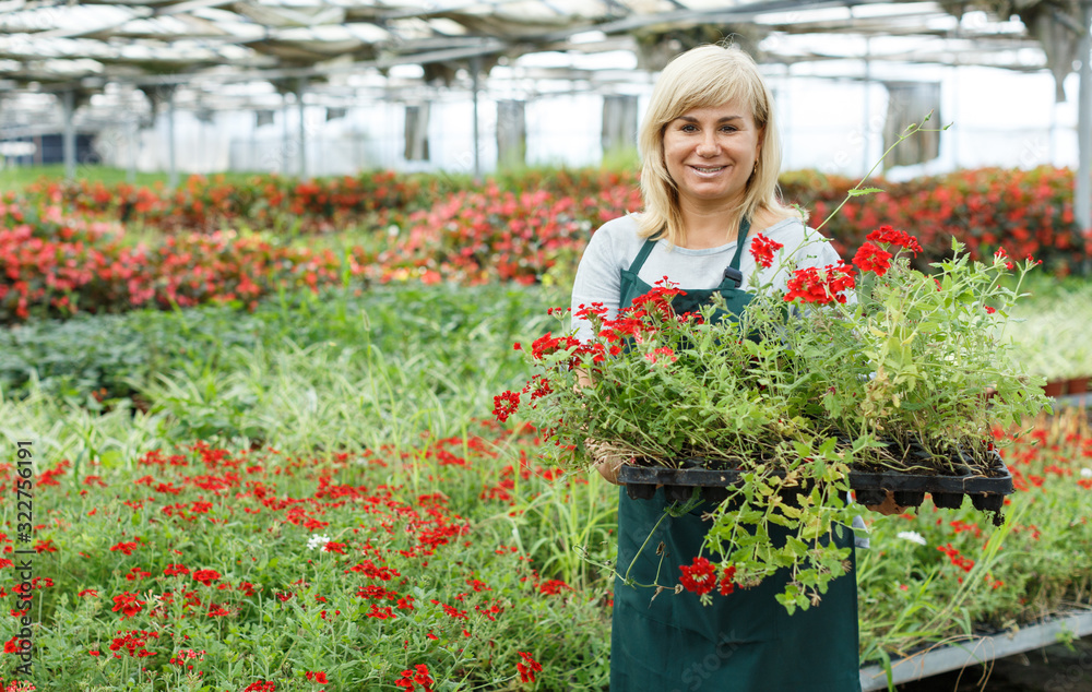 Mature female gardener holding crates with vervena plants in greenhouse
