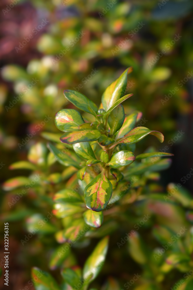 Looking-glass plant Lemon and Lime Looking-glass plant Lemon and Lime