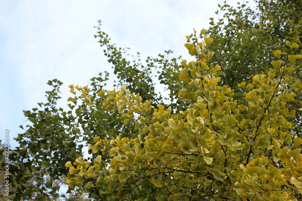 Fototapeta premium Autumn ginkgo tree and sky. Ancient plant, living fossil