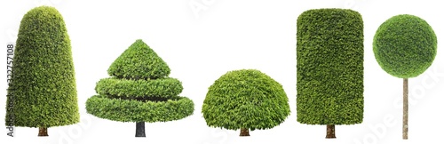 Fototapeta collection set of different shape of topiary tree isolated on white background f