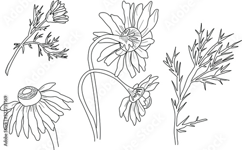 chamomile flowers vector illustration set on white background