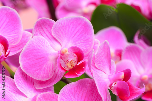 Pink orchid close up view background. - Image