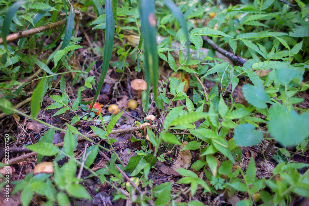 Many Little mushrooms grew through grass and old foliage in a rainforest. Many Little mushrooms grew through grass and old foliage in a rainforest.