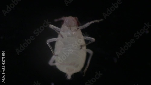 Mealybugs are insects in the family Pseudococcidae for education in laboratory. photo