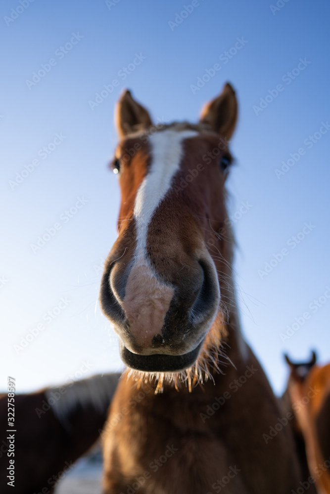Brown and white horse in the foreground Brown and white horse in the foreground