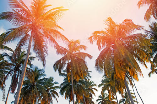 Big coconut palm trees on the clear sly backround, © Diana Vyshniakova