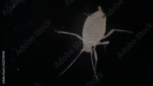 Mealybugs are insects in the family Pseudococcidae for education in laboratory. photo