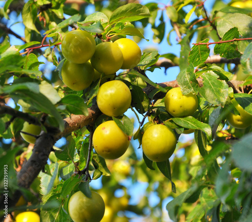 On the branch ripen fruits of plums (Prunus cerasifera).