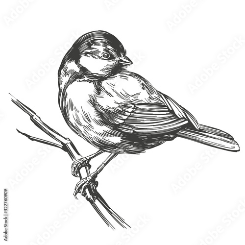 bird titmouse on a branch, hand drawn vector illustration realistic sketch isolated on white background