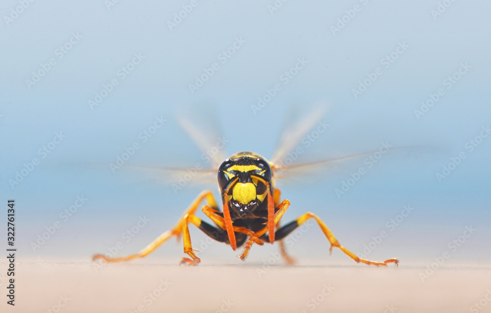 European giant hornet in summer time European giant hornet in summer time