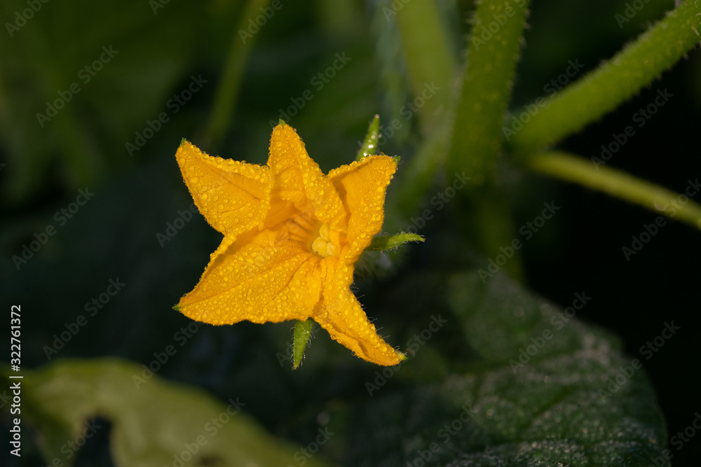 Blooming flower of a home cucumber in the garden Blooming flower of a home cucumber in the garden