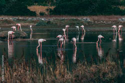 flamingo in nature