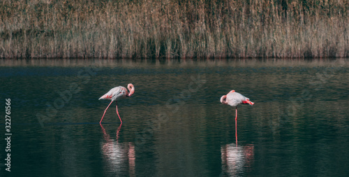 flamingo in nature