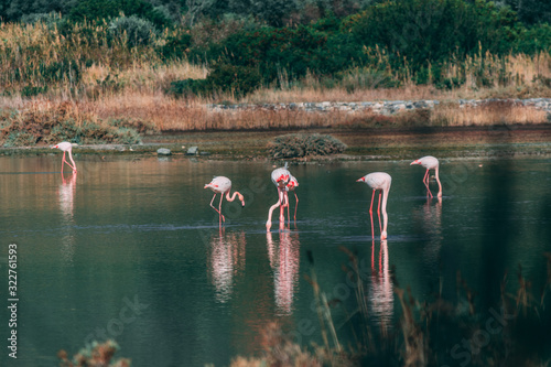 flamingo in nature