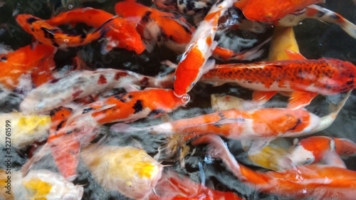 A group of koi fish swimming in the water at the farm