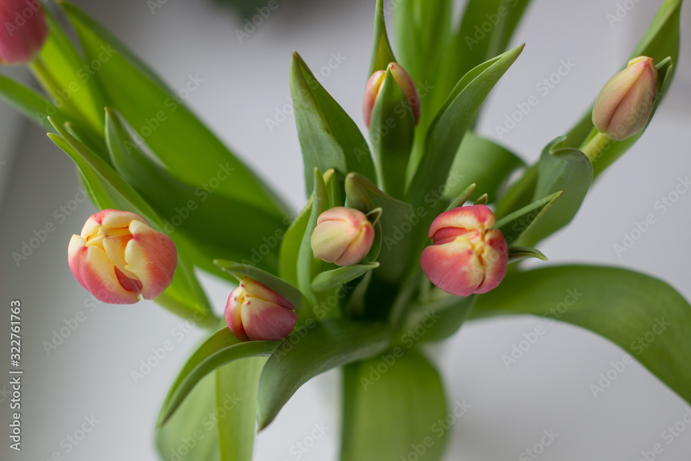 Fototapeta premium Beautiful tulips in a vase in the spring.