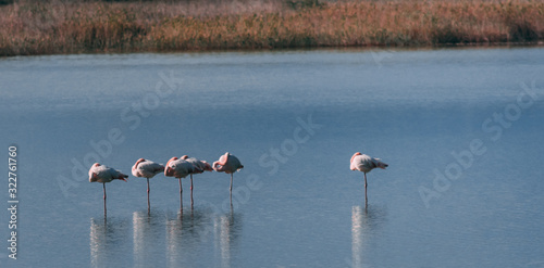 flamingo in nature