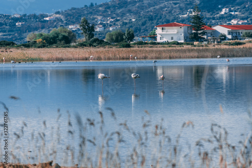 flamingo in nature