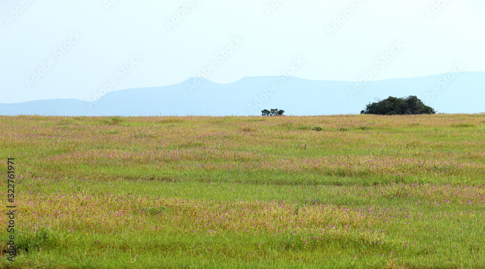 beautiful landscape of Valley of flowers kaas plateu of satara maharashtra near mahabaleshwar abundant flowers on grass land with mountain and sky at the background