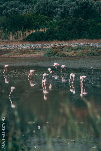 flamingo in nature