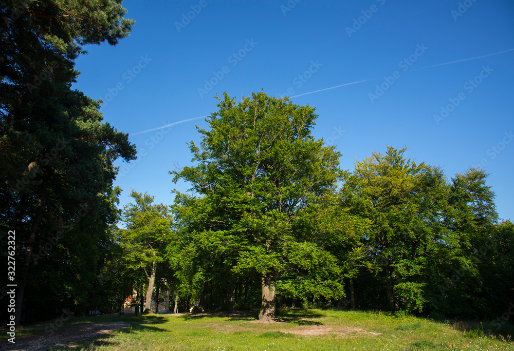 Beautiful park in Wejherowo