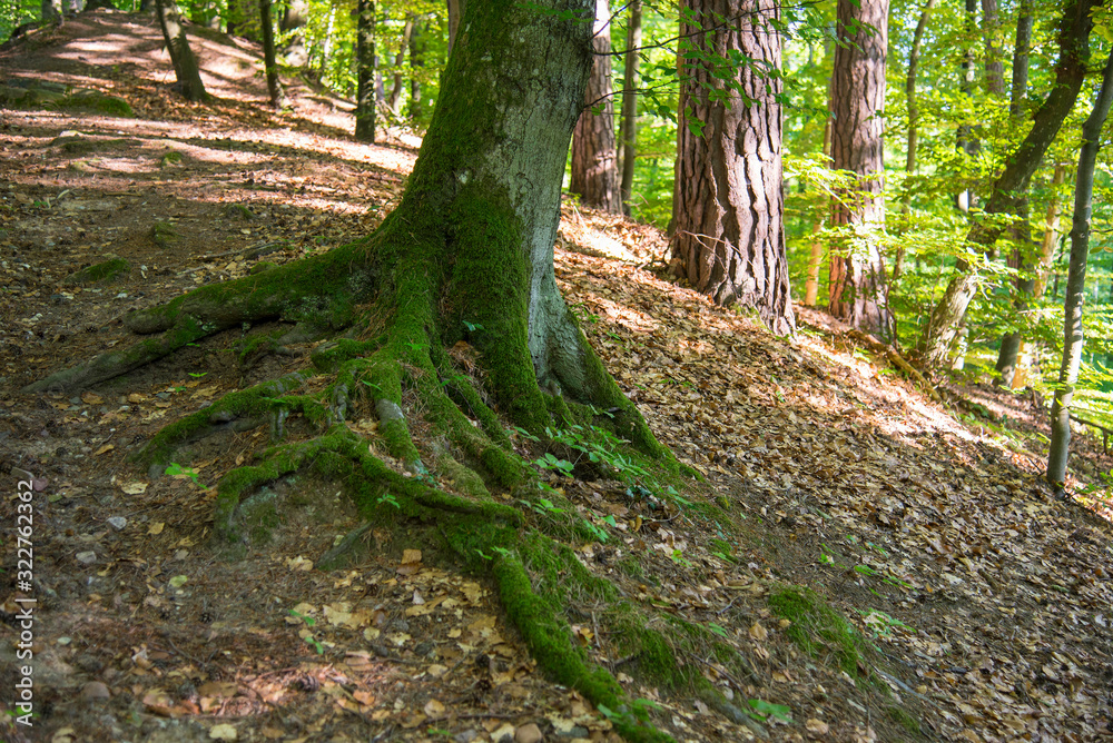 Fototapeta premium Forest in summer time, Poland