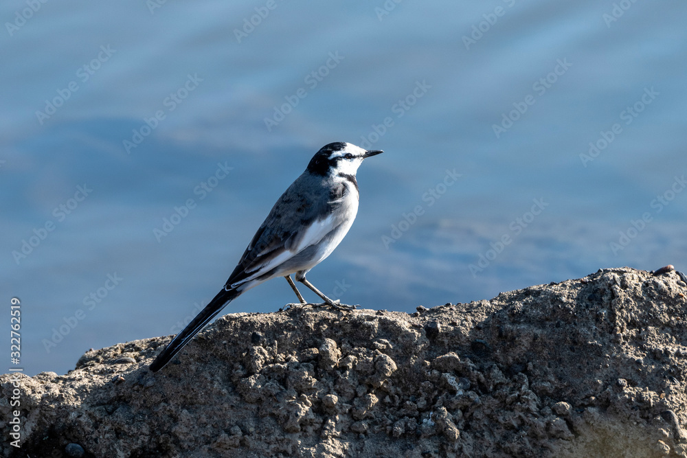 Obraz premium セキレイ君は何を見ているの？