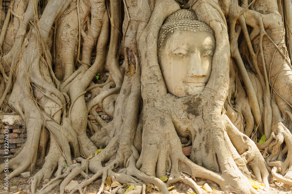 The head of Buddha at Wat Mahathat,  Ayutthaya Historical Park, Thailand.